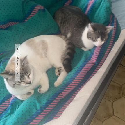 Foto 1/1 Lemon Chat perdido en Rillieux la pape