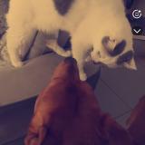 Foto del gato perdido en Saint Orens De Gameville