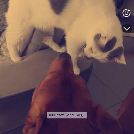 Foto 1/1 Tito Chat perdido en Saint orens de gameville