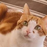 Foto del gato perdido en Saint Jean De Valeriscle