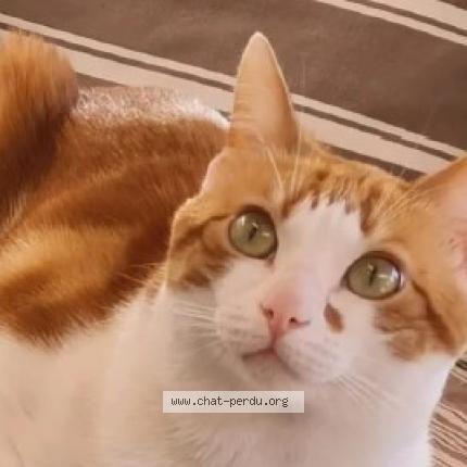 Foto 1/1 rouki Chat perdido en Saint jean de valeriscle