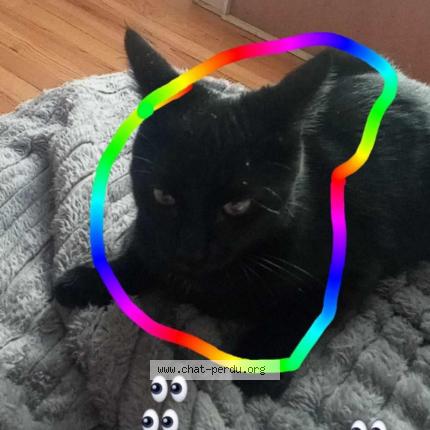 Foto 1/1 Cédric Coudert Chat perdido en 63000 clermont ferrand