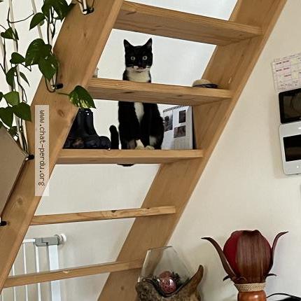 Foto 1/1 Gato encontrado Encontrado en Val de chaise