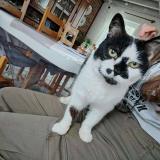 Foto del gato perdido en Frevent