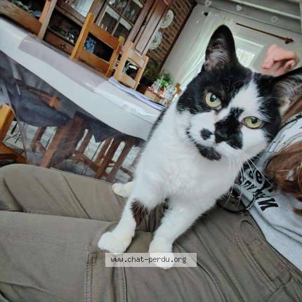 Foto 1/1 Panda Chat perdido en Frevent