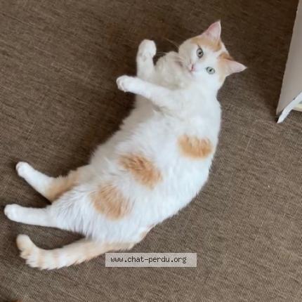 Foto 1/1 Zinzine Chat perdido en Saint laurent de la salanque