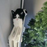 Foto del gato perdido en Meylan