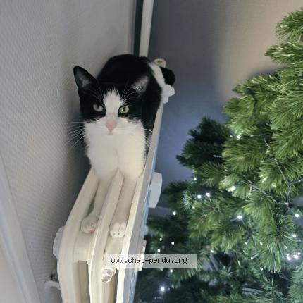 Foto 1/1 Guppy Chat perdido en Meylan