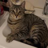 Foto del gato perdido en Pierrevert