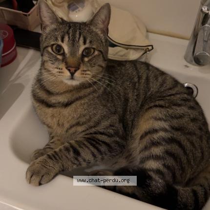 Foto 1/1 Milo Chat perdido en Pierrevert