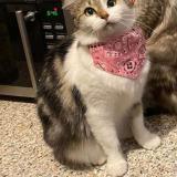 Foto del gato perdido en Le Quesnoy