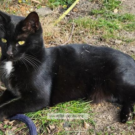 Foto 1/1 CROCMOU Chat perdido en Fresquiennes