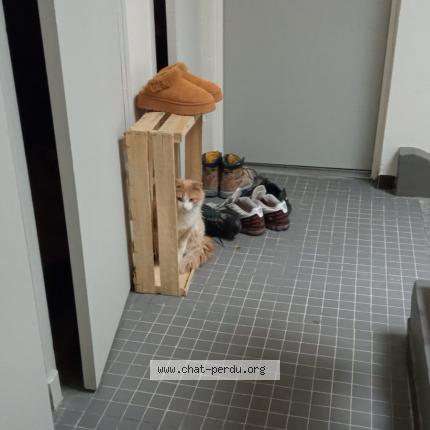 Foto 1/1 Gato encontrado Encontrado en Digne