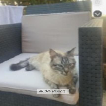 Foto 1/1 Pépite Chat perdido en Pont de cheruy