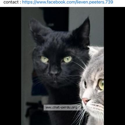 Foto 1/1 Stitch Chat perdido en Erezee