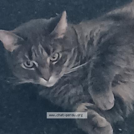 Foto 1/1 Sammy Chat perdido en Pointe calumet