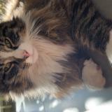 Foto del gato perdido en Grosbliederstroff