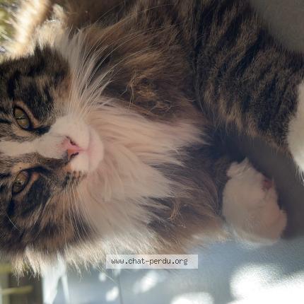 Foto 1/1 Zeus Chat perdido en Grosbliederstroff