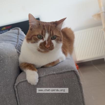 Foto 1/1 Kinou Chat perdido en Jeancourt
