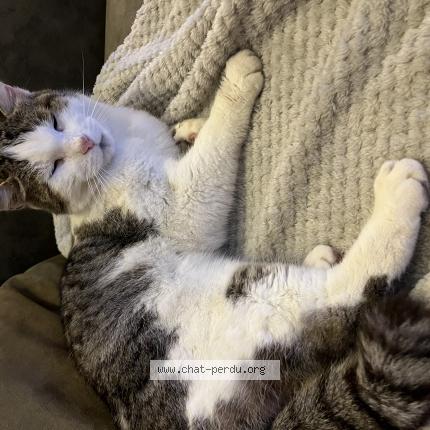 Foto 1/1 Gato encontrado Encontrado en Les tourettes