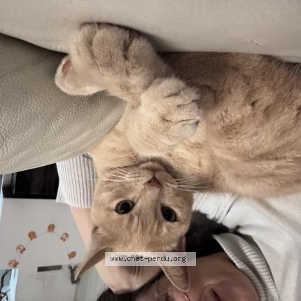 Foto 1/1 Yoda Chat perdido en Saint drezery