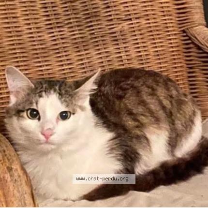 Foto 1/1 Petit chat Chat perdido en Valbonne