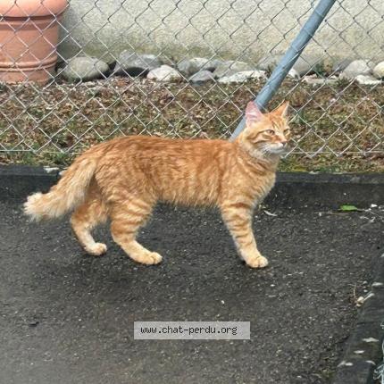 Foto 1/1 Tigri Chat perdido en Ecublens vd