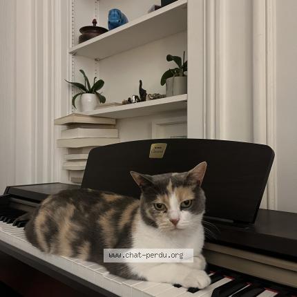 Foto 1/3 Noisette Chat perdido en Bazainville