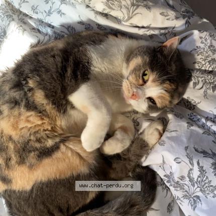 Foto 2/3 Noisette Chat perdido en Bazainville