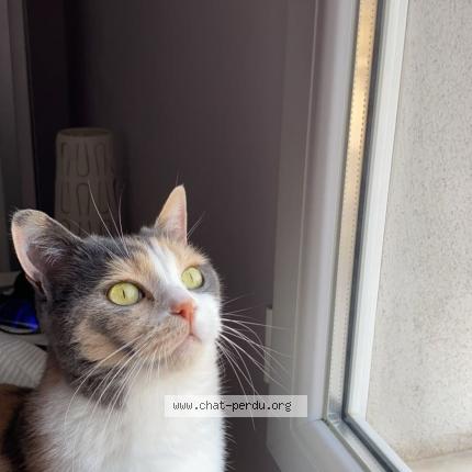 Foto 3/3 Noisette Chat perdido en Bazainville