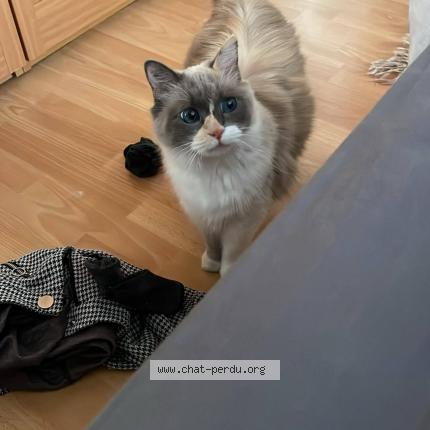 Foto 1/1 DUCHESSE Chat perdido en Albi