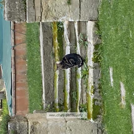 Foto 1/1 Utah Chat perdido en Bollene