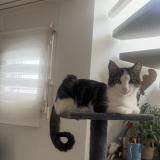 Foto del gato perdido en Onnens