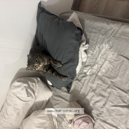 Foto 1/1 Volt Chat perdido en La crau