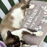 Foto del gato perdido en Cabanac Et Villagrains