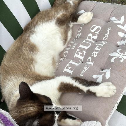 Foto 1/1 Bibou Chat perdido en Cabanac et villagrains