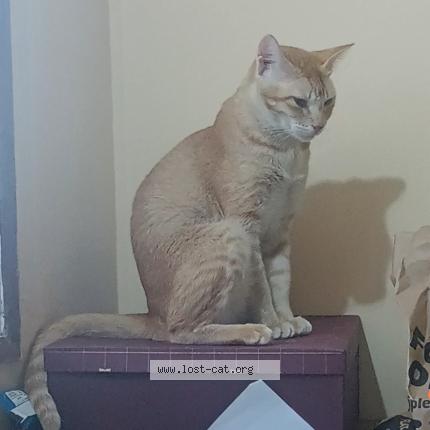 Foto 1/1 Pari Chat perdido en Navi mumbai