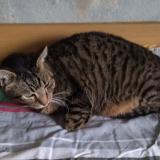 Foto del gato perdido en Saint Severin Destissac