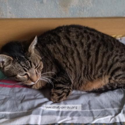 Foto 1/1 Mistigri Chat perdido en Saint severin destissac