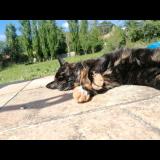 Foto del gato perdido en Germind Rouvre