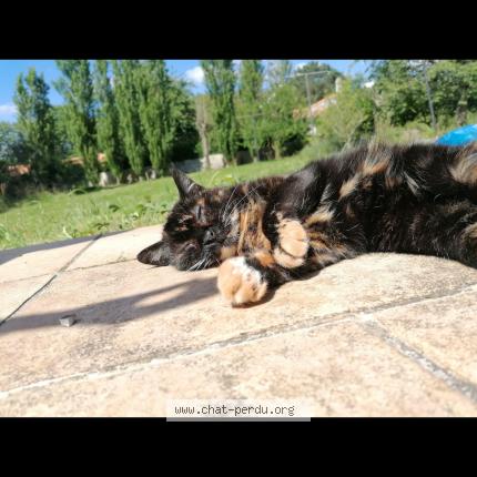 Foto 1/1 Tortue Chat perdido en Germind rouvre