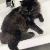 Foto del gato perdido en Auterive