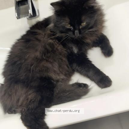 Foto 1/1 Scar Chat perdido en Auterive