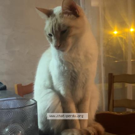 Foto 1/1 Gucci Chat perdido en Decines