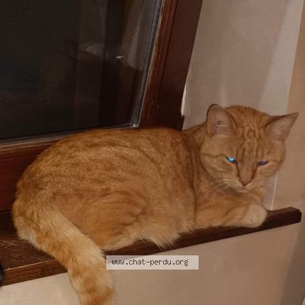 Foto 1/1 Roucky Chat perdido en Liebsdorf