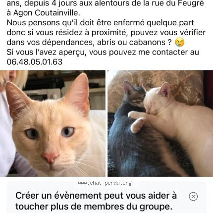 Foto 1/1 Billy Chat perdido en Agon coutainville