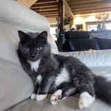 Foto del gato perdido en Moisdon La Riviere