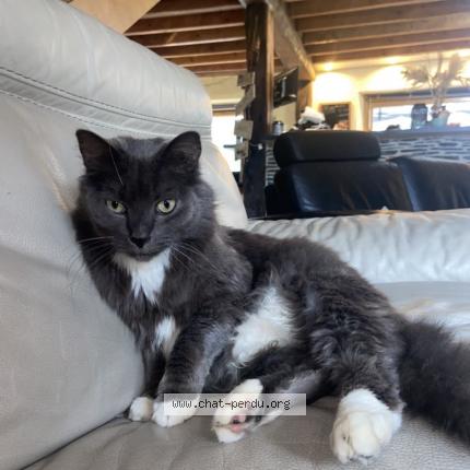 Foto 1/1 Miette Chat perdido en Moisdon la riviere