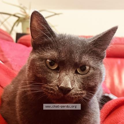 Foto 1/1 NANA Chat perdido en Schaerbeek