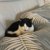 Foto del gato perdido en Sucy En Brie